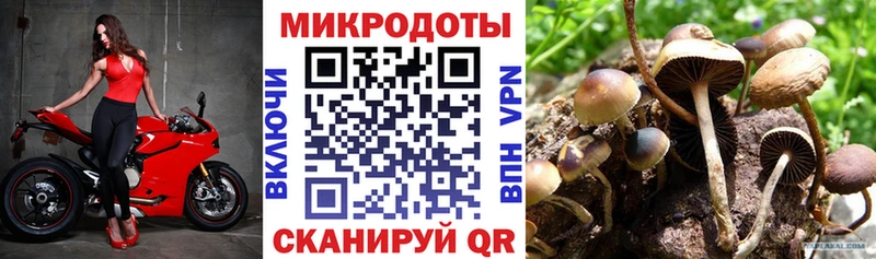 закладки  Дно  MEGA как войти  Псилоцибиновые грибы мицелий 